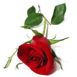 http://blumen.russianflora.com/store/images/product/single_red_rose.jpg