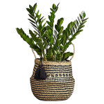 ZZ Weave Basket Plant